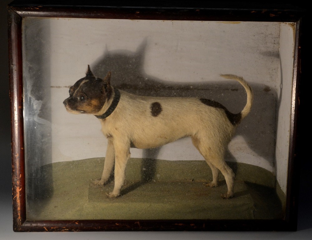 Taxidermy - a Victorian terrier-type dog
