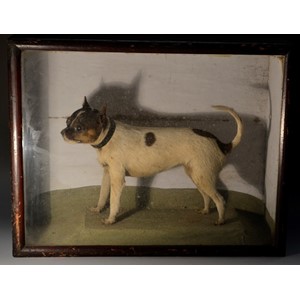 Taxidermy - a Victorian terrier-type dog