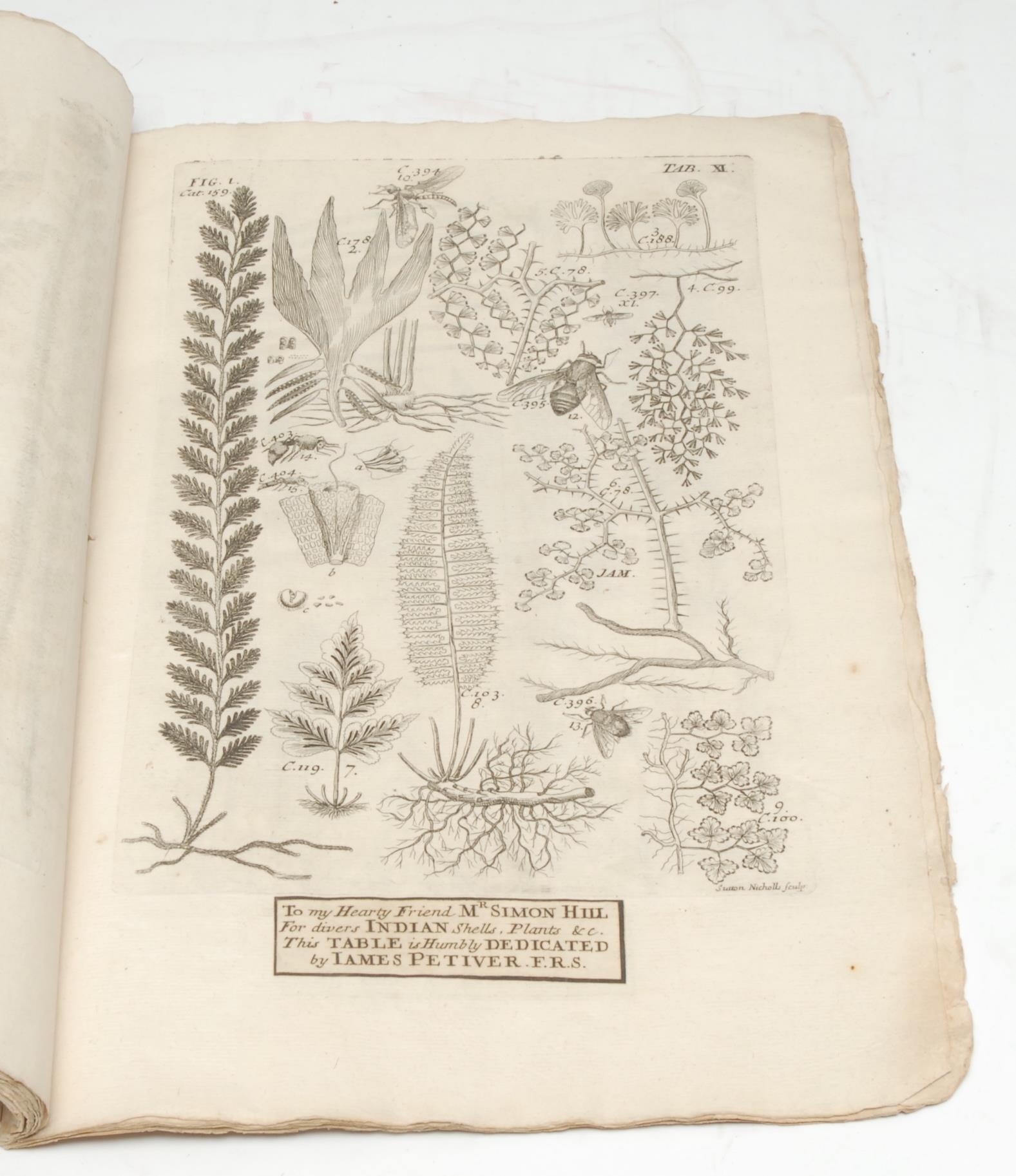 Americana, Natural History in the Enlightenment Caribbean - [Petiver (James, FRS)], Pteri-Graphia Americana, Icones continens plusquam 400 Filicum variarum Specierum, Viz. Arborescentes, Scandentes, Spinosas, Floriferas, aliasque perraras; nec non Muscos, Lichenes, Fungos, Corallia, Spongias, aliaq:e non pauca Submarina Cui adijciuntur Crustacea, Testacea, aliaque Animalia ferè omnia ex Insulis nostris Charibbæis Viz. Antego, Barbados, St. Christophers, Nevis, Jamaica &c. Figuris Ænæis, Folio i