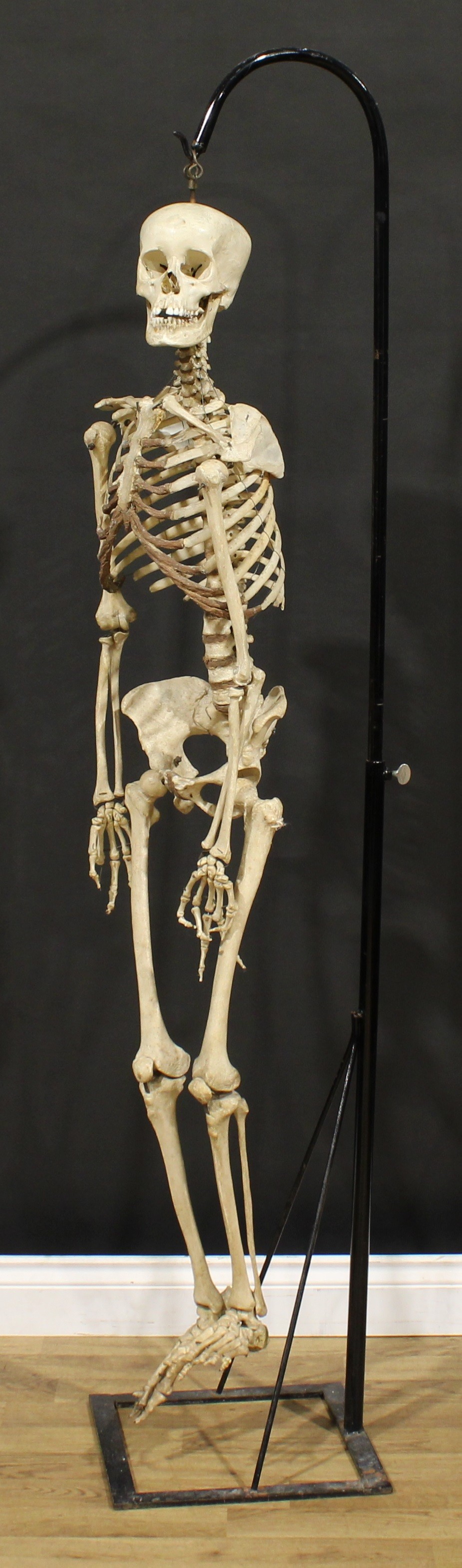 Medical Interest and Anatomy - a human skeleton, 147cm high, mounted as a teaching aid, 183cm high overall
