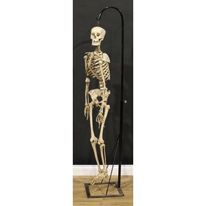 Medical Interest and Anatomy - a human skeleton, 147cm high, mounted as a teaching aid, 183cm high overall