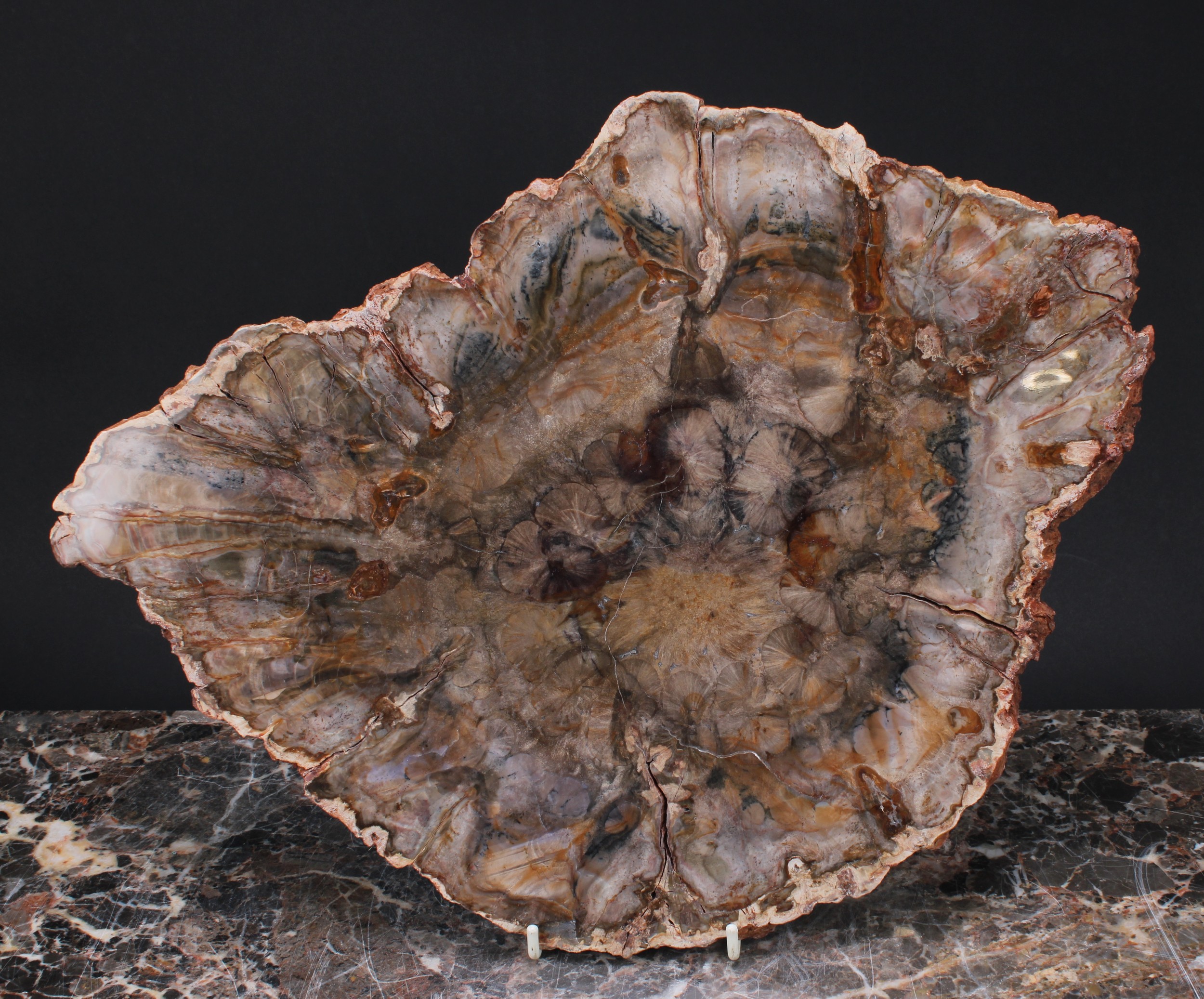 Natural History and Palaeontology - a section of fossilised wood, probably from the Petrified forest, west of the Namibian town of Khorixas, 44cm x 32cm x 1.5cm