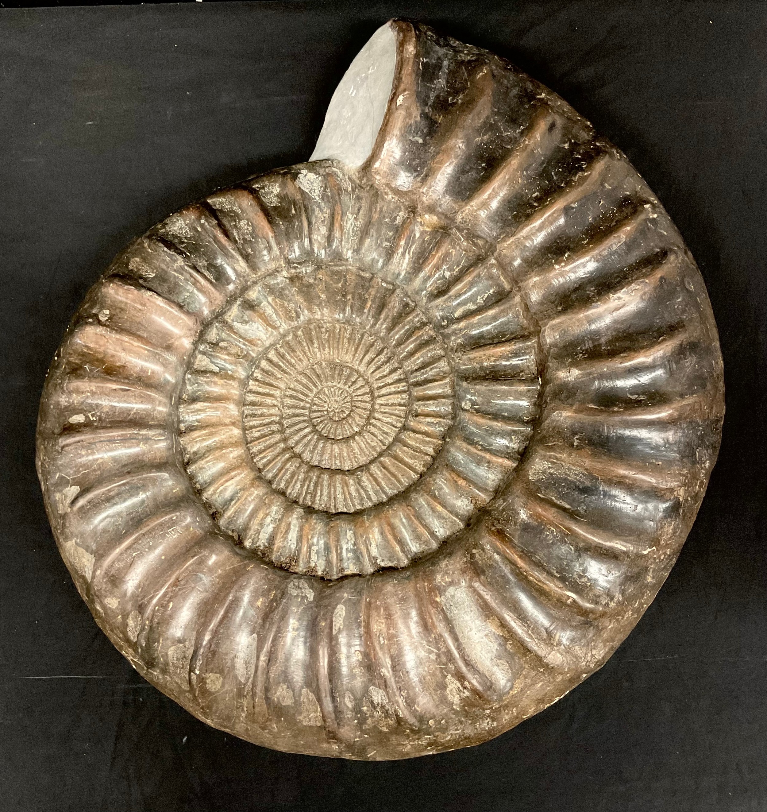 Palaeontology - a large  ammonite (paracoroniceras) fossil, 44cm diam, Jurassic Coast, Dorset