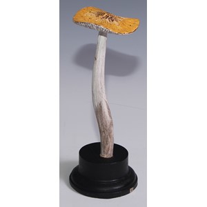 Natural History - Mycology - a painted model of fungus specimen, mounted for display, 22.5cm high