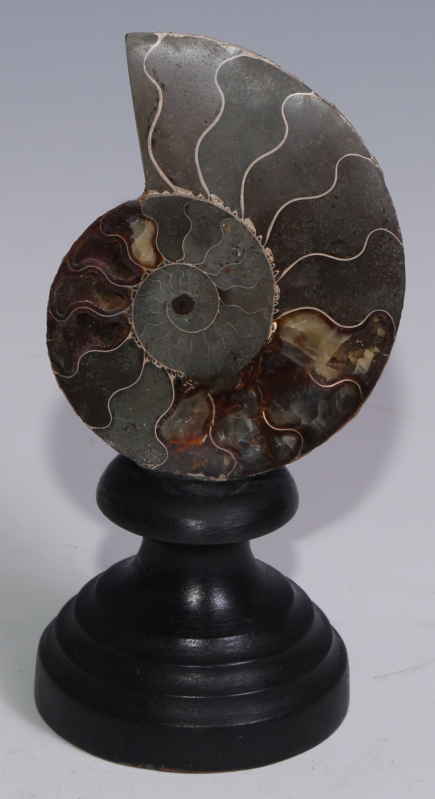 Natural History - Palaeontology - a cut and polished ammonite section, mounted for display, 16.5cm high