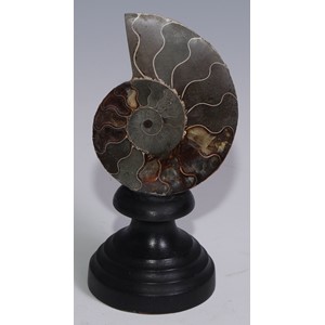 Natural History - Palaeontology - a cut and polished ammonite section, mounted for display, 16.5cm high