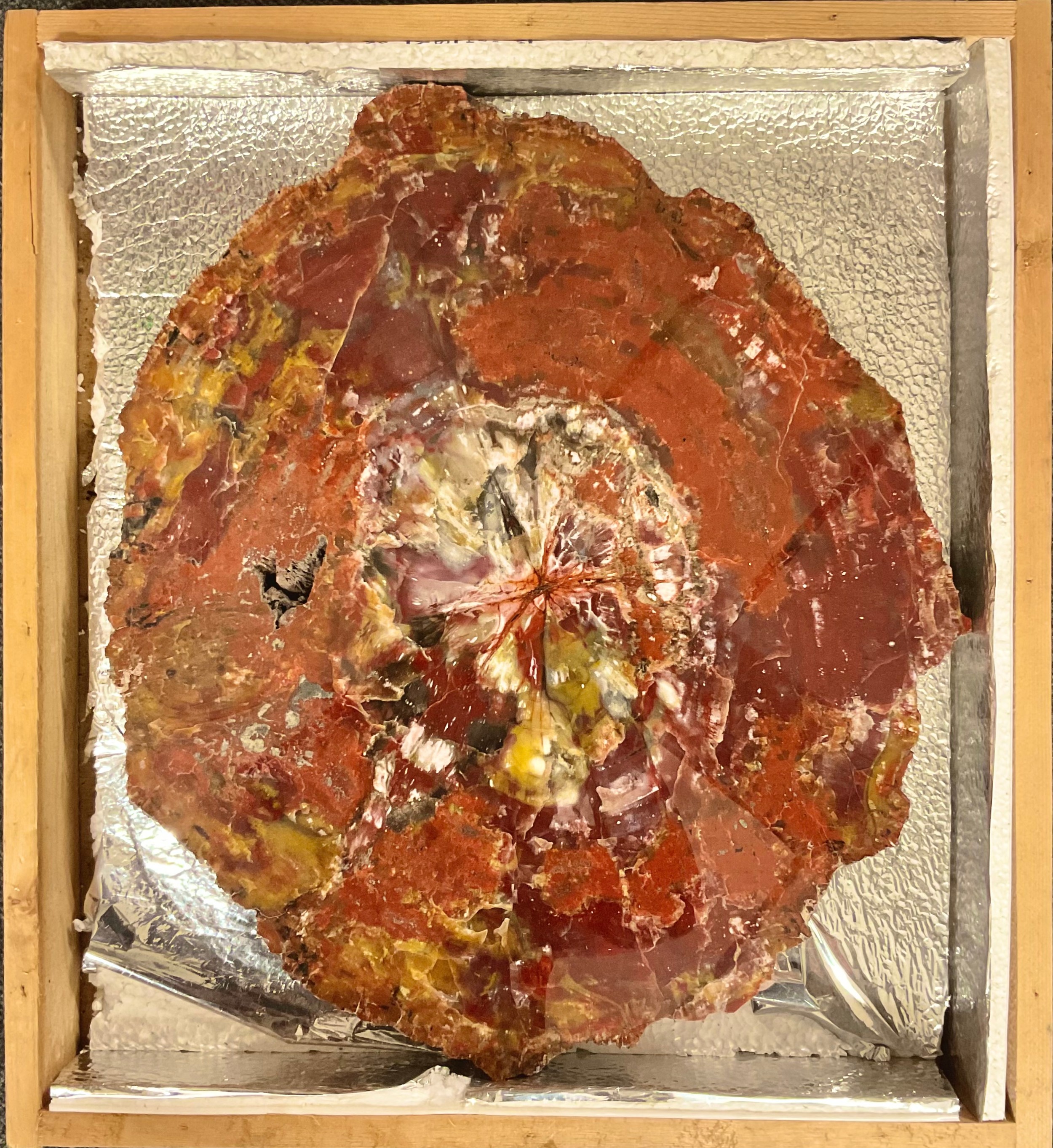 Natural History - a large transverse section of rainbow coloured petrified wood, 53cm x 46cm, Arizona, USA