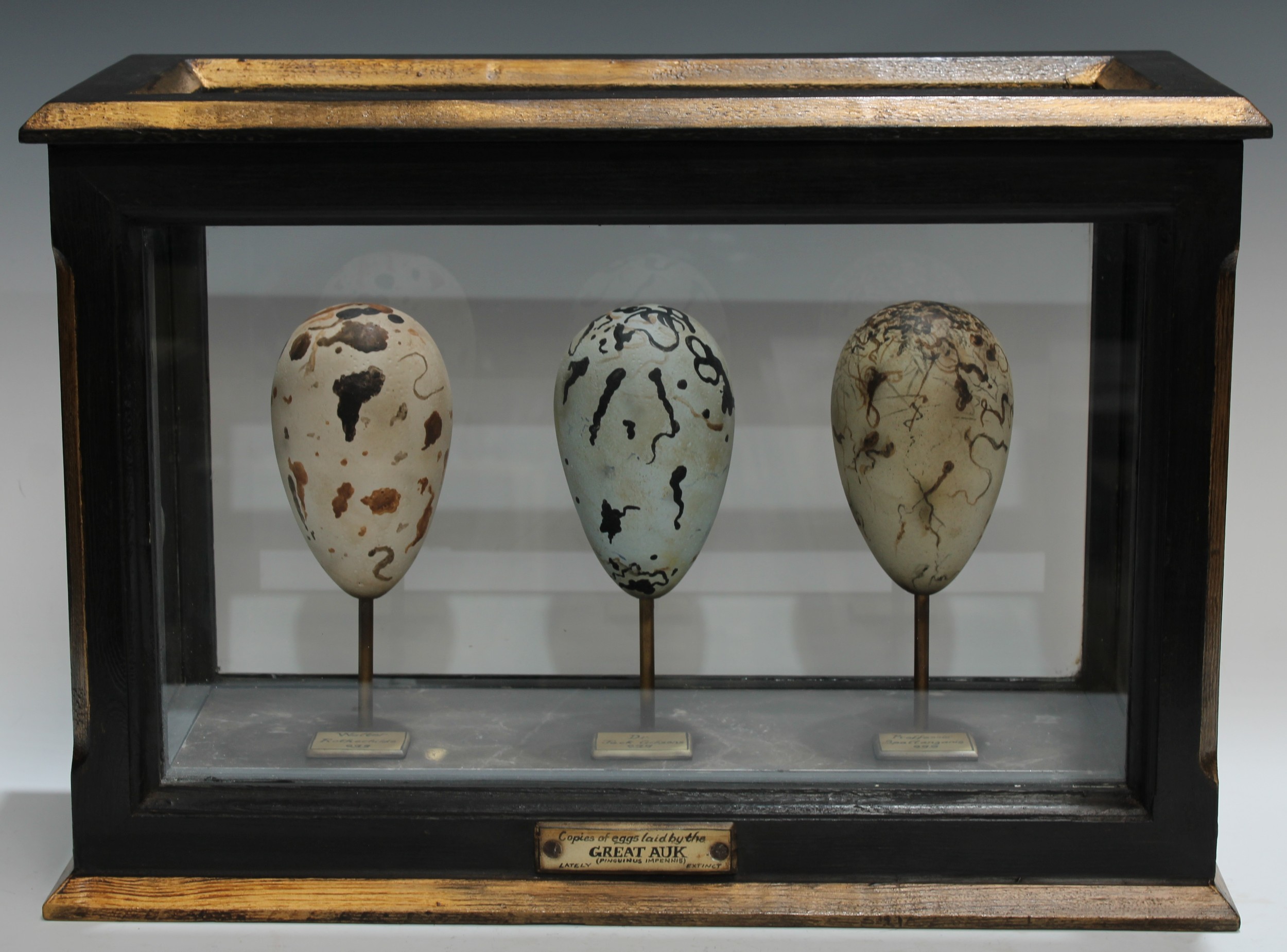 Natural History, Ornithology and Curiosities - a table top wunderkammer, containing an arrangement of three copies of eggs laid by the  Great Auk (Pinguinus Impennis) lately extinct, labelled Walter Rothschild's Egg, Dr Jack Gibson's Egg and Professor Spallanzanis Egg, ebonised case picked out in gilt, 32cm high, 45cm wide