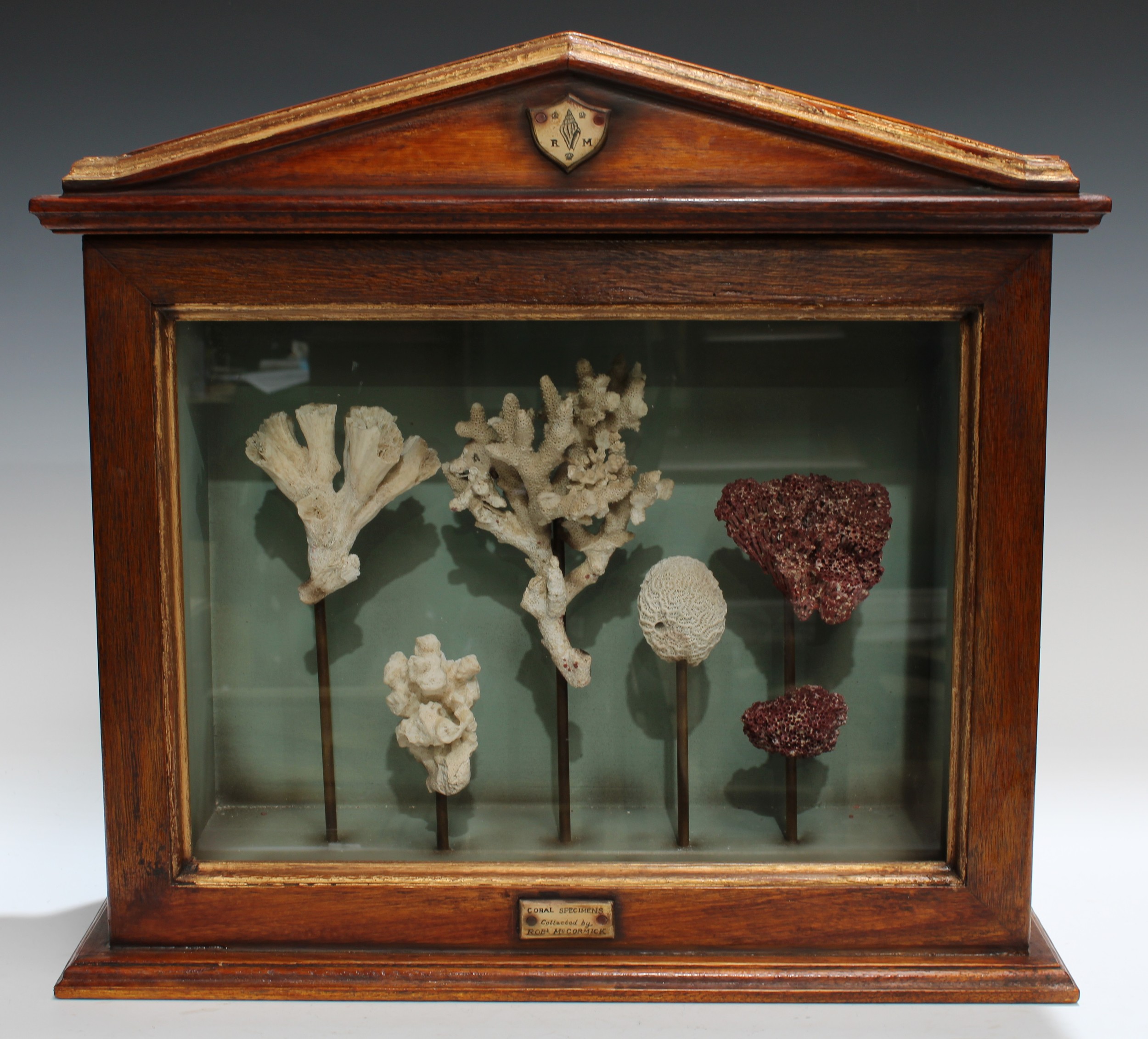 Natural History - a table top wunderkammer, enclosing a diorama arrangement of coral specimens, the case with architectural pediment, 47.5cm high, 51cm wide