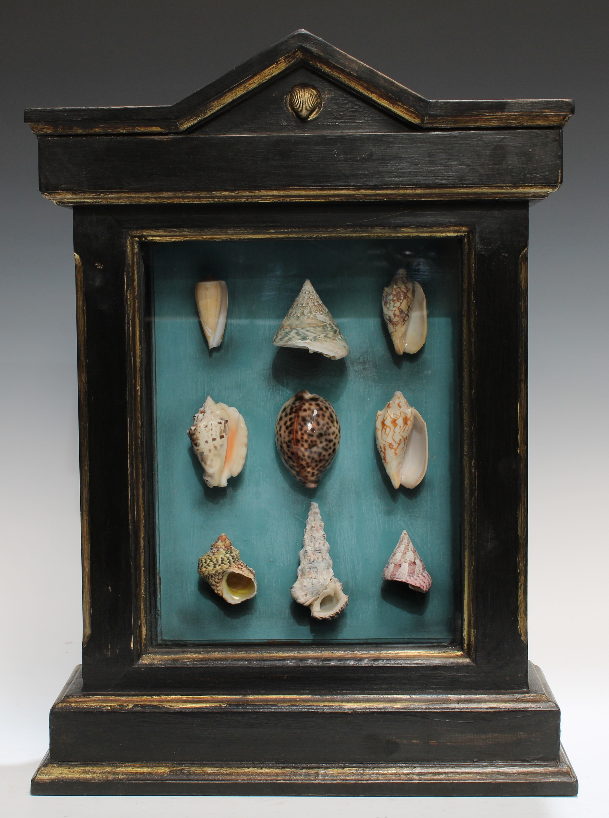 Natural History, Conchology - table-top wunderkammer, enclosing an arrangement of exotic seashells, architectural ebonised case picked-out in gilt, 54cm high, 38.5cm wide