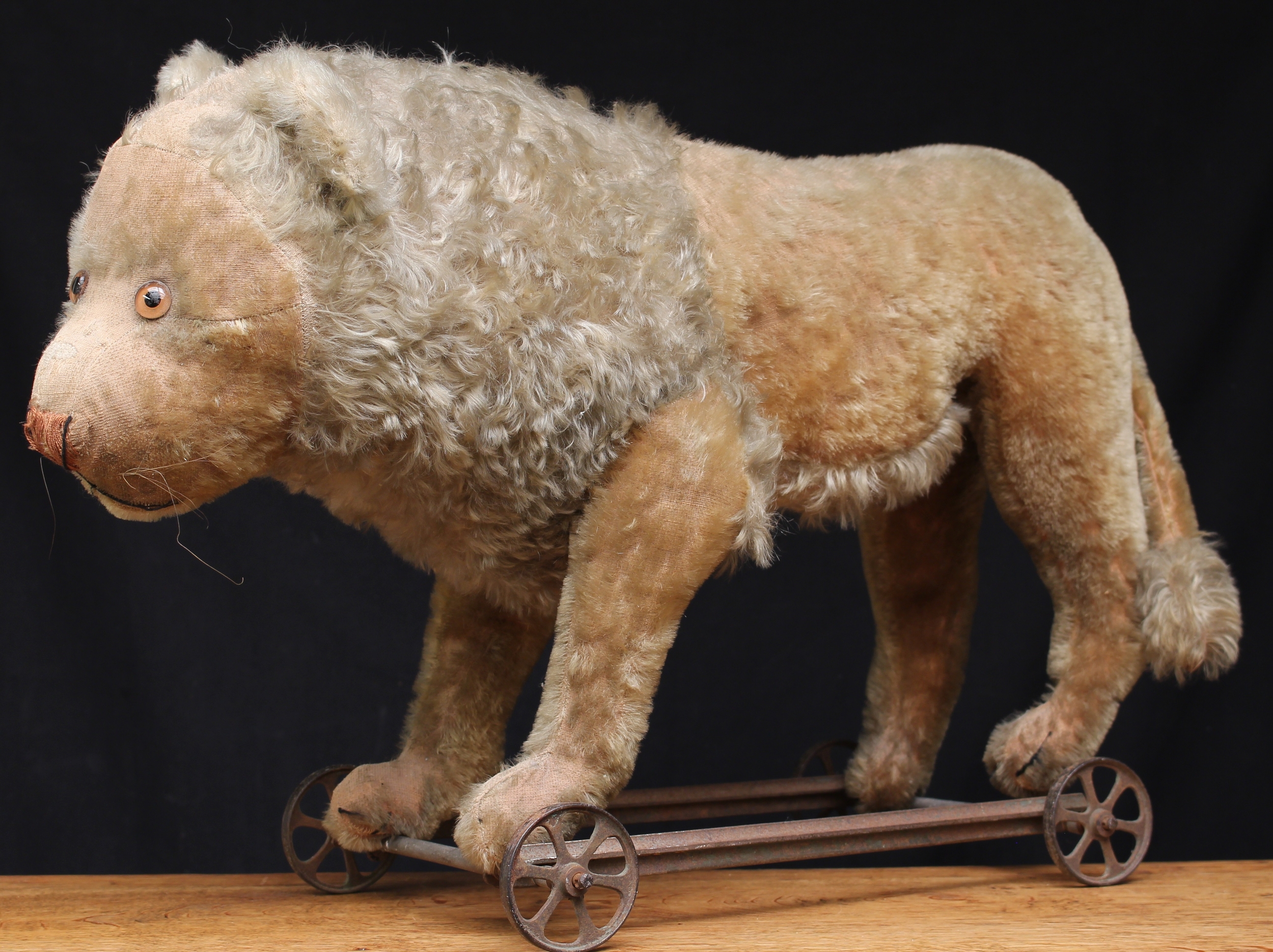 A large early 20th century straw filled ride on Lion on wheels, probably by Steiff (Germany), golden mohair body, amber and black glass eyes, golden brown shield shaped vertically stitched nose and black stitched mouth, 66cm long