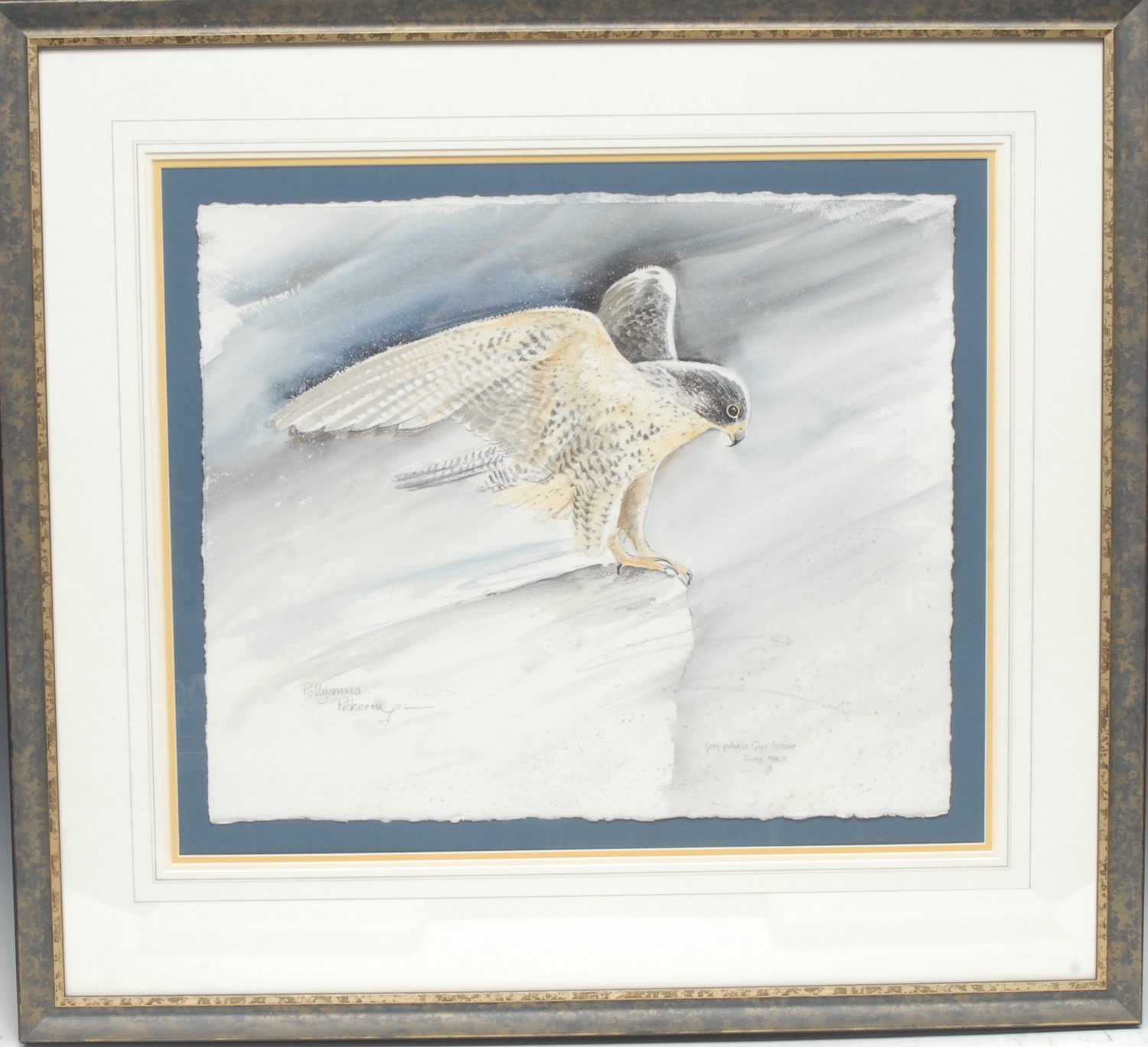 Pollyanna Pickering (1942 - 2018) Grey Phase Gyr Falcon signed,  watercolour, 46cm x 55cm