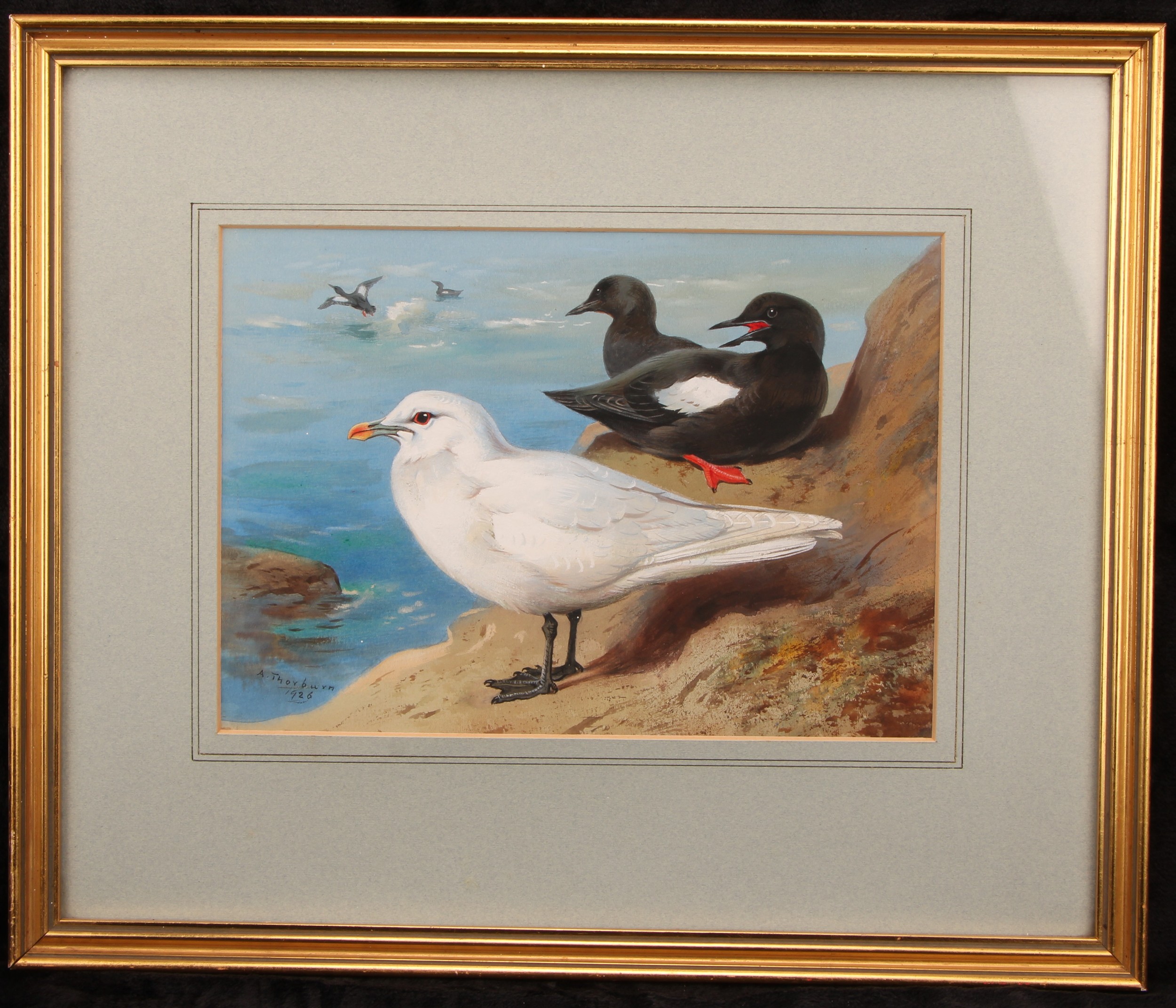 Archibald Thorburn (1860-1935) Gulls, signed, dated 1926, watercolour, 20cm x 29cm