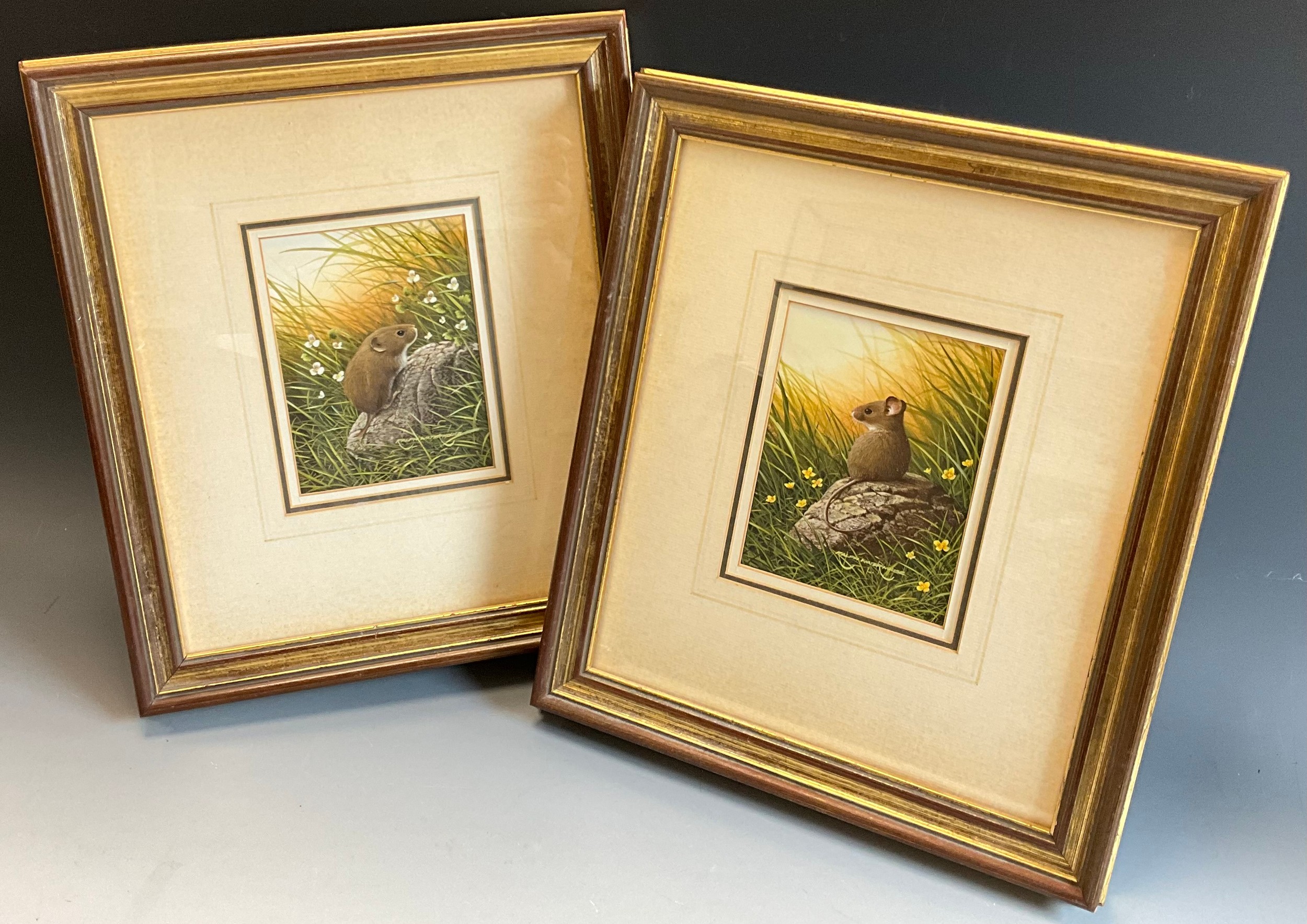 Ralph Waterhouse (British, bn. 1943)  A pair, Wood Mouse, and Field Vole  each signed, watercolour and gouache, 14cm x 11cm, (35cm x 30.5cm frame sizes).